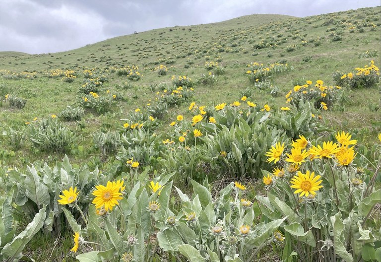 climber keith cashmere canyons.jpeg