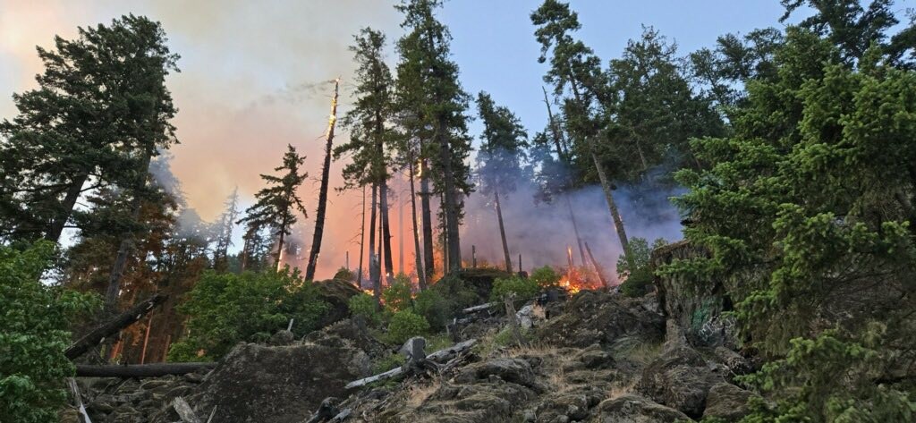 Evergreen trees stand burning with smoke billowing out