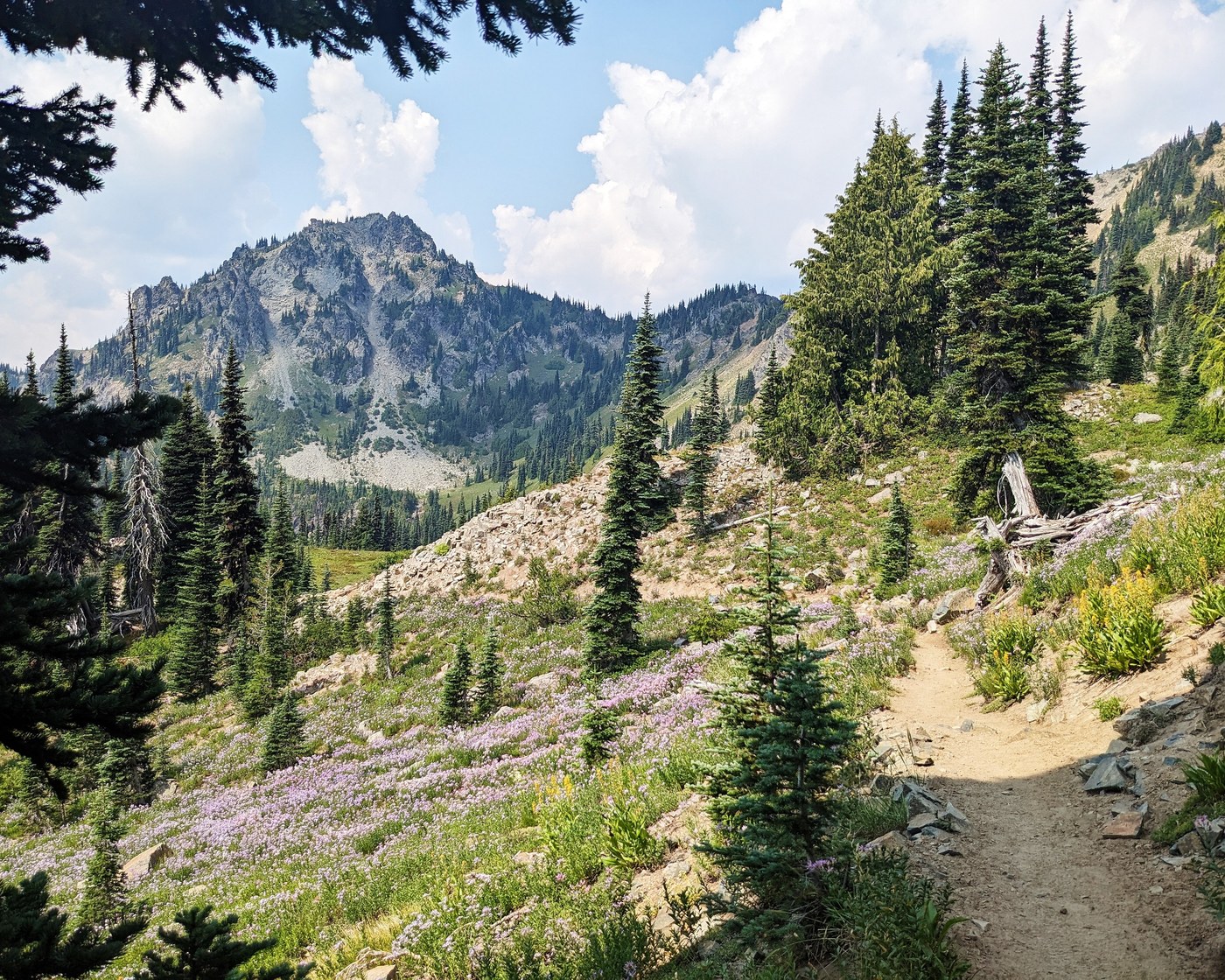 A trail climbs a sunny hillside dotted with evergreen trees and a mountain ridge in the background