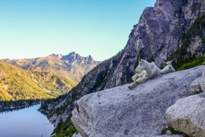 how to hike with goats.jpeg