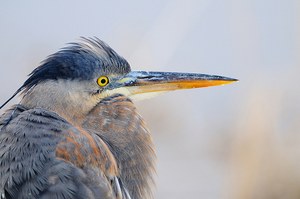 Great Blue Herons are one of many species that thrive on Puget Sound. Photo by Paul Raymaker.