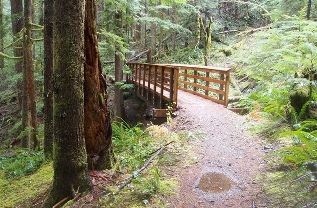 One of the four sturdy new bridges on the Lower Fork of the Skokomish River Trail. Photo by Nutmeg.