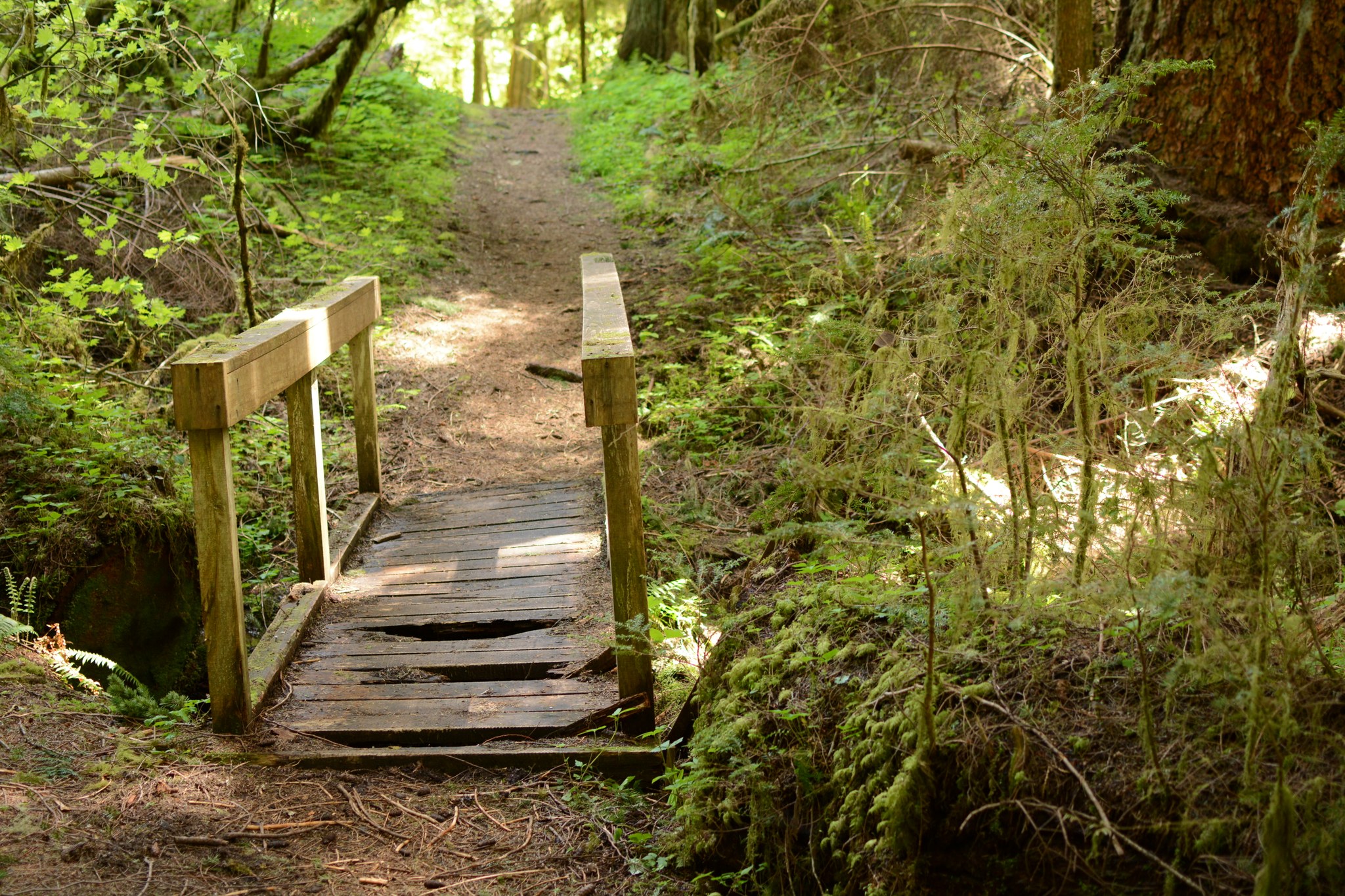 Federation Forest by Rachel Wendling.jpeg