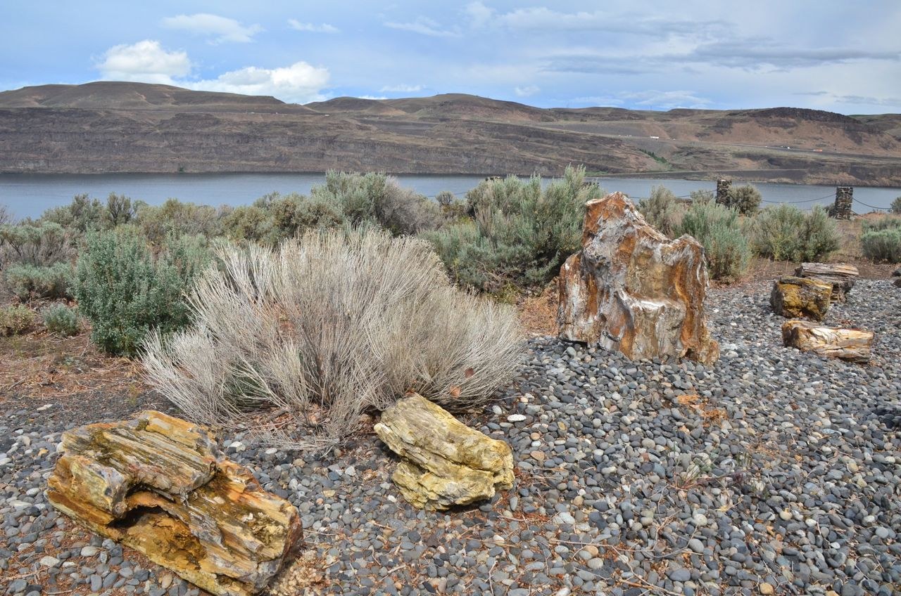 Ginkgo Petrified Forest by Bob and Barb.jpeg