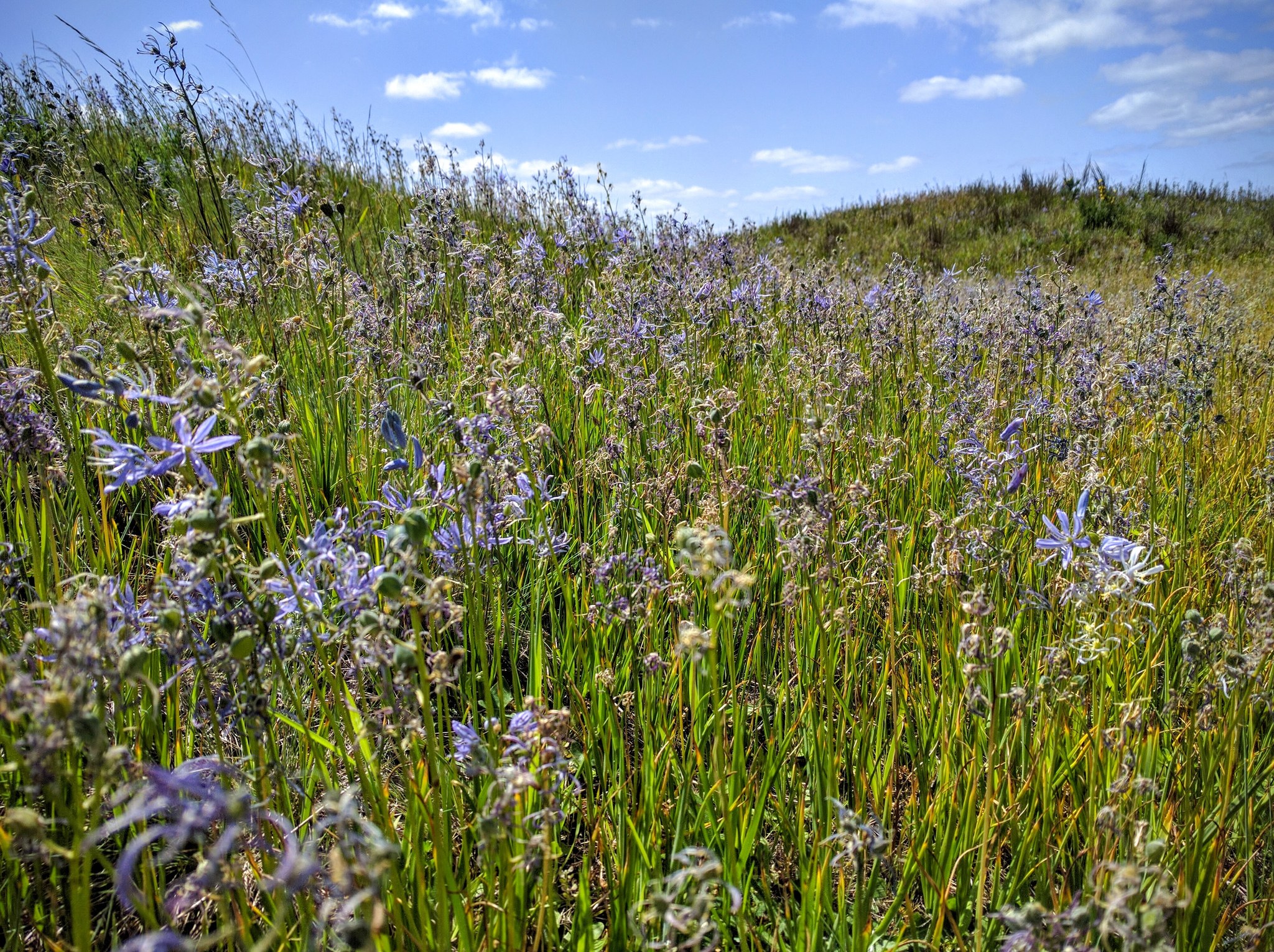 Mima Mounds by Urmi.jpeg