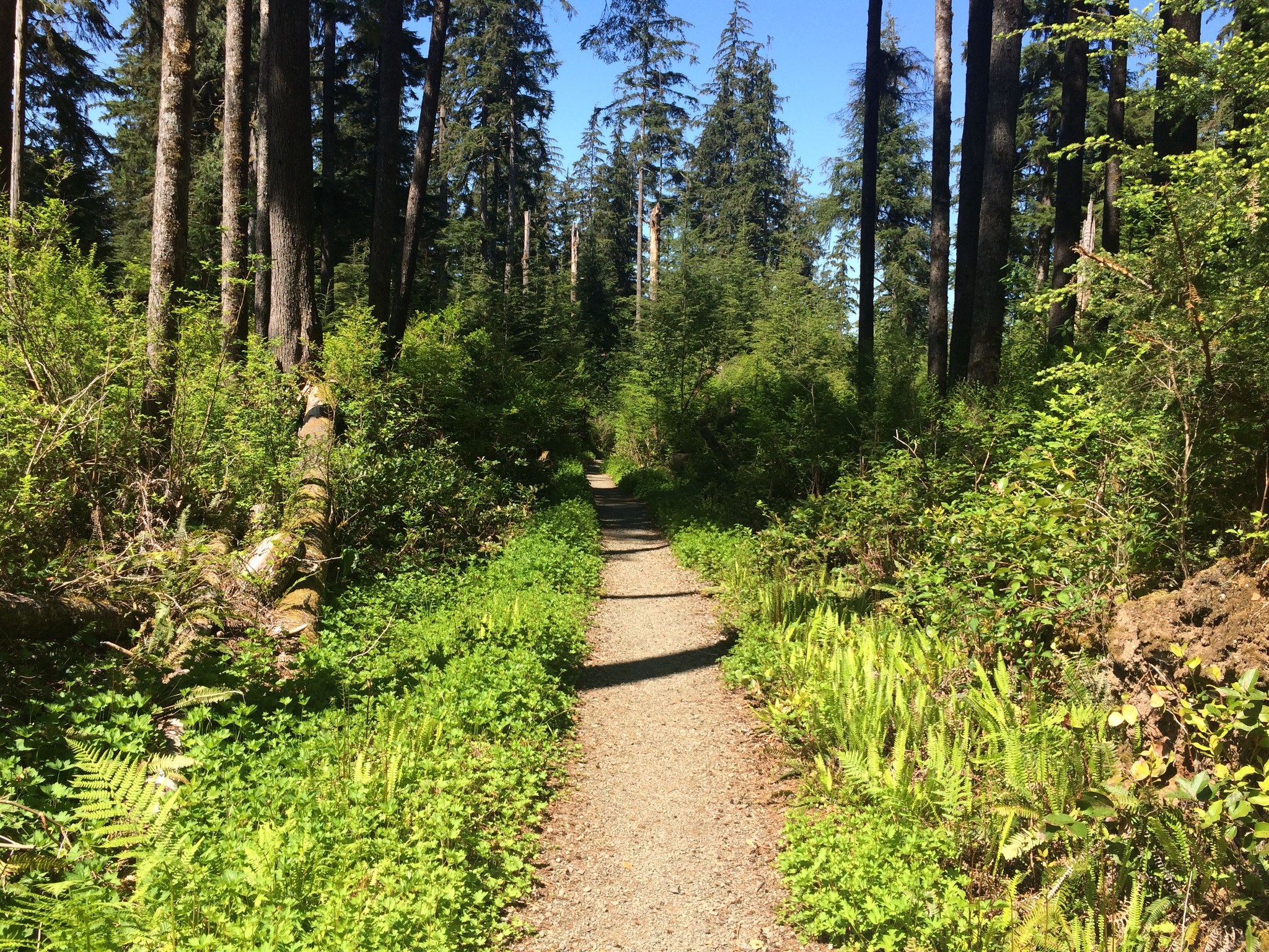 Quinault National Recreation Trails.jpeg