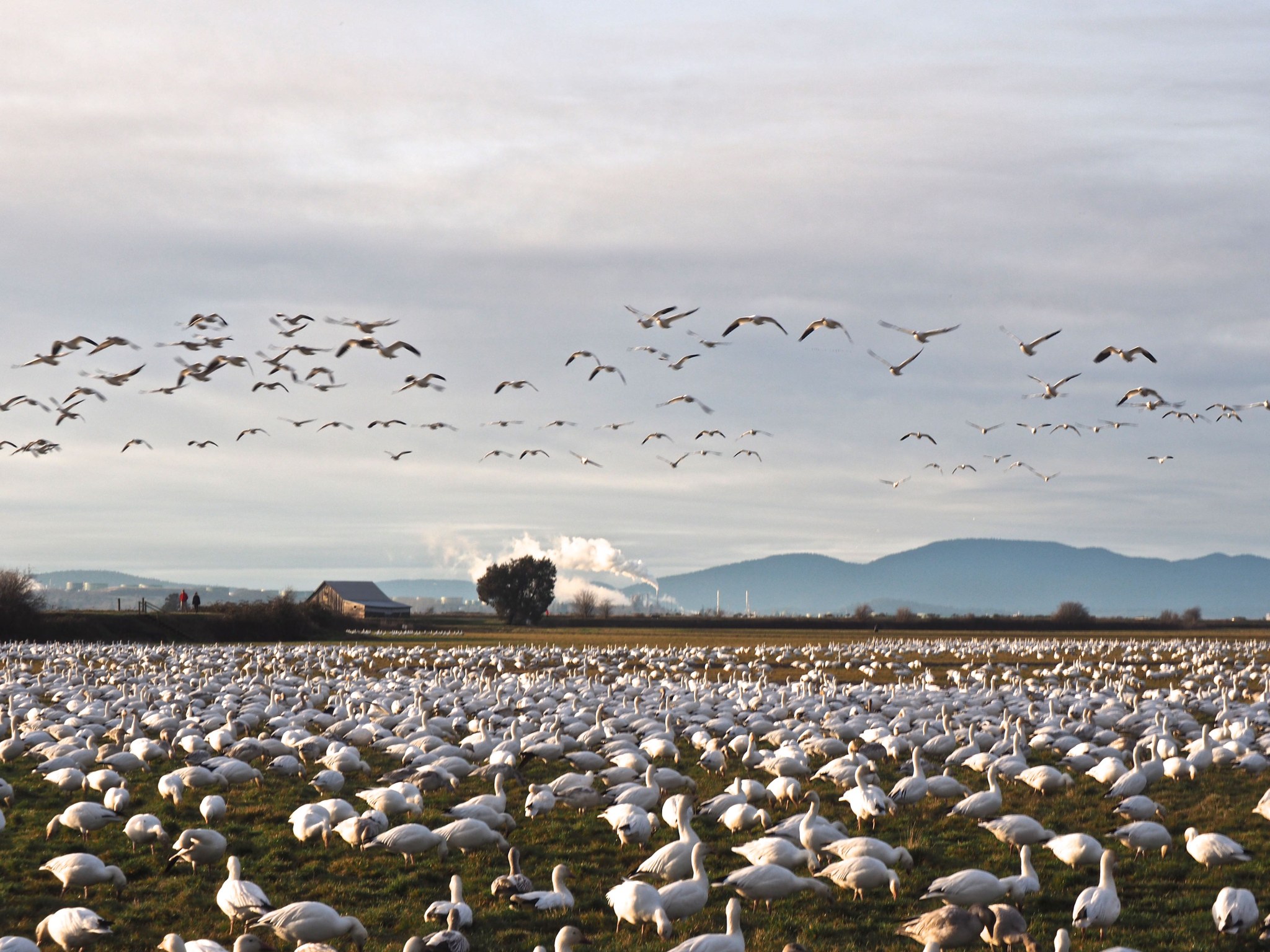 Skagit Wildlife Area by Bob and Barb.jpeg Skagit Wildlife Area by Bob and Barb.jpeg