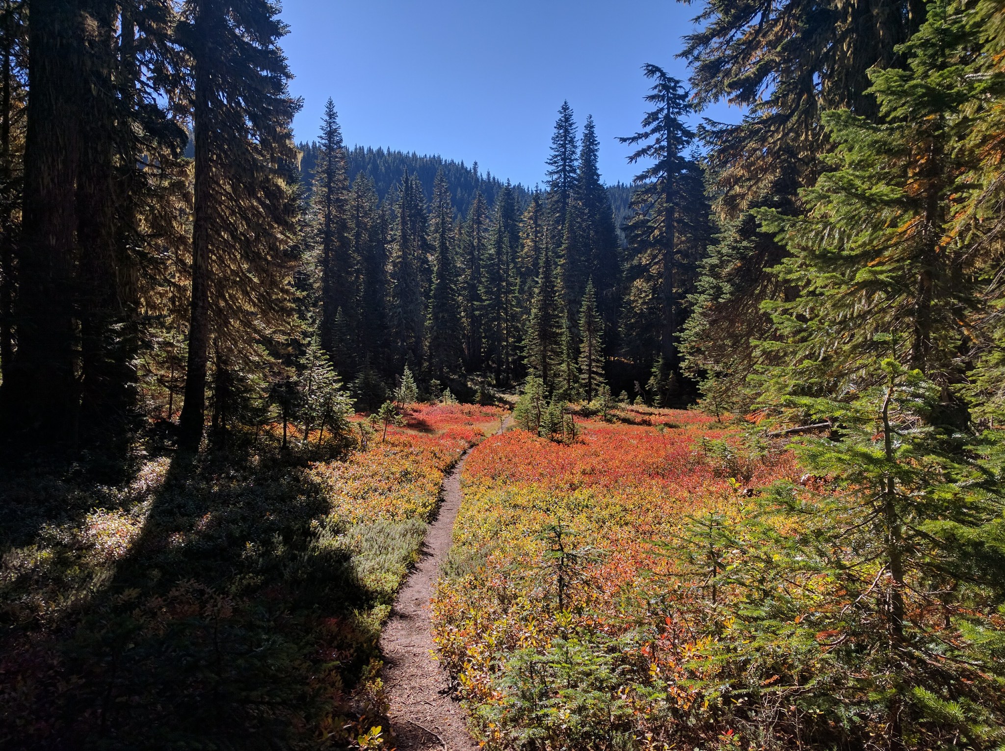 Indian Heaven Wilderness. Photo by bennettbeingthrown.jpeg