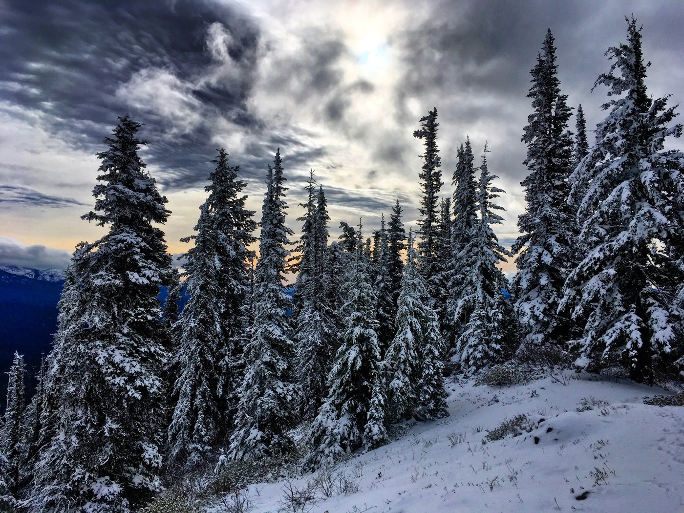 Snow capped trees in the Teanaway.
