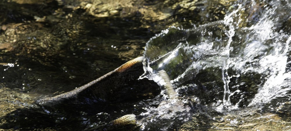 Salmon spotting