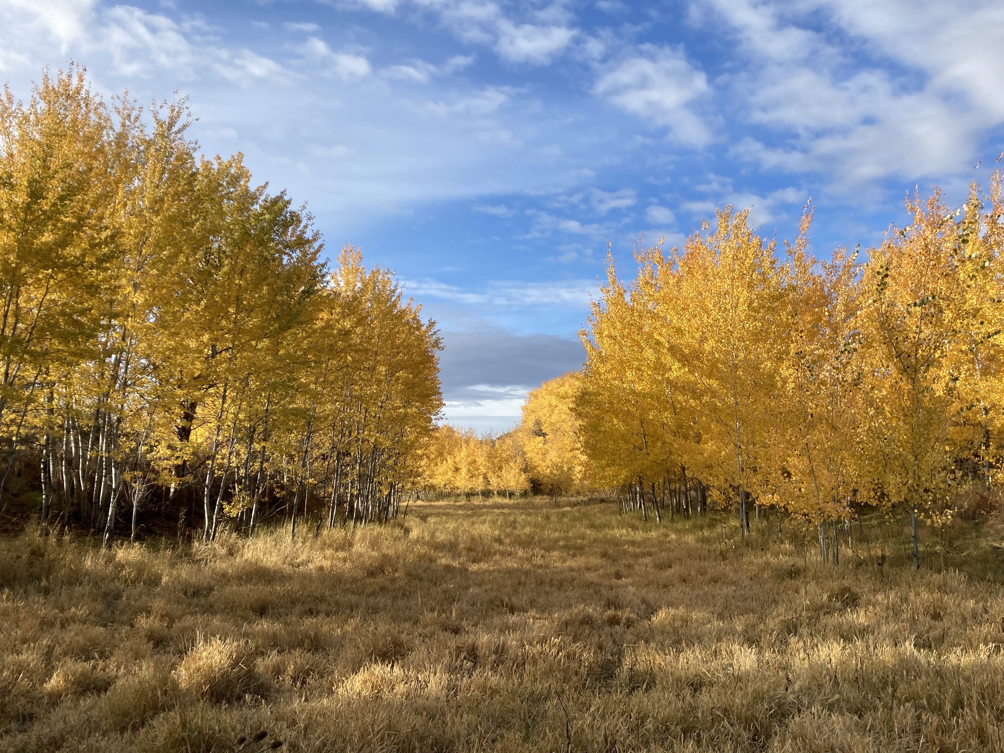Golden aspen in long light by Holly Weiler
