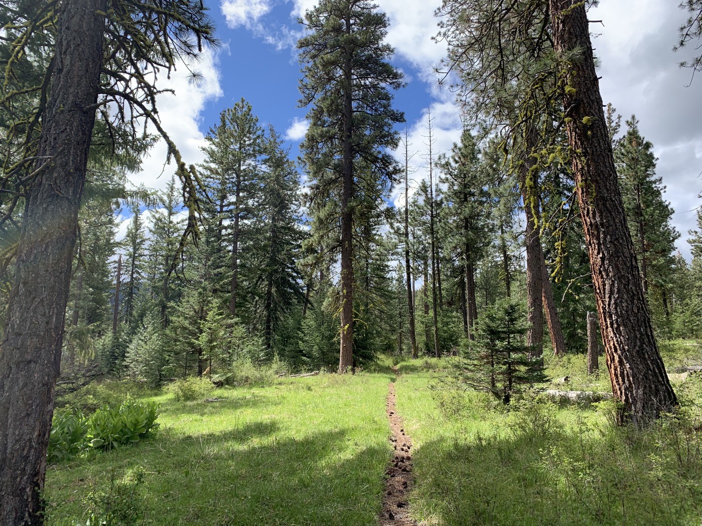 Ahtanum State Forest. Photo by wishfulwanderer.jpeg