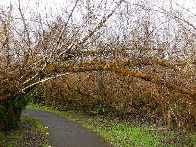 Alders arching over the paved trail at Friends Landing put you up close and personal with nature. Photo by Anna Roth.