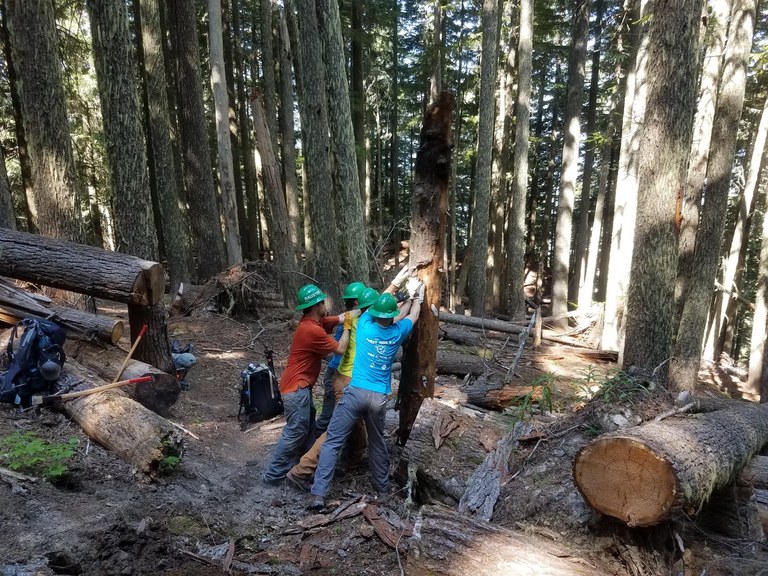 Several volunteers push a tree off the trail.