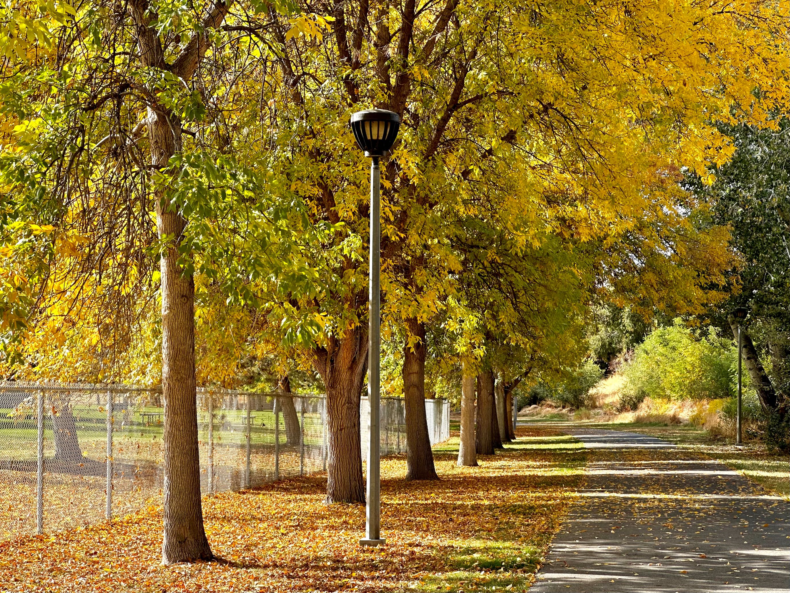 Fall colors on the Apple Capital Recreation Loop Trail in Wenatchee. Photo by trip reporter ZhuckYu.