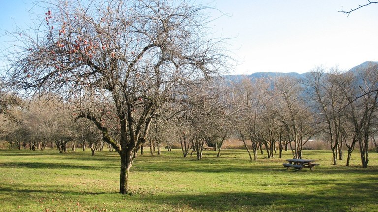 Apple trees shed their leaves, but apples linger into fall. R. Ojerio