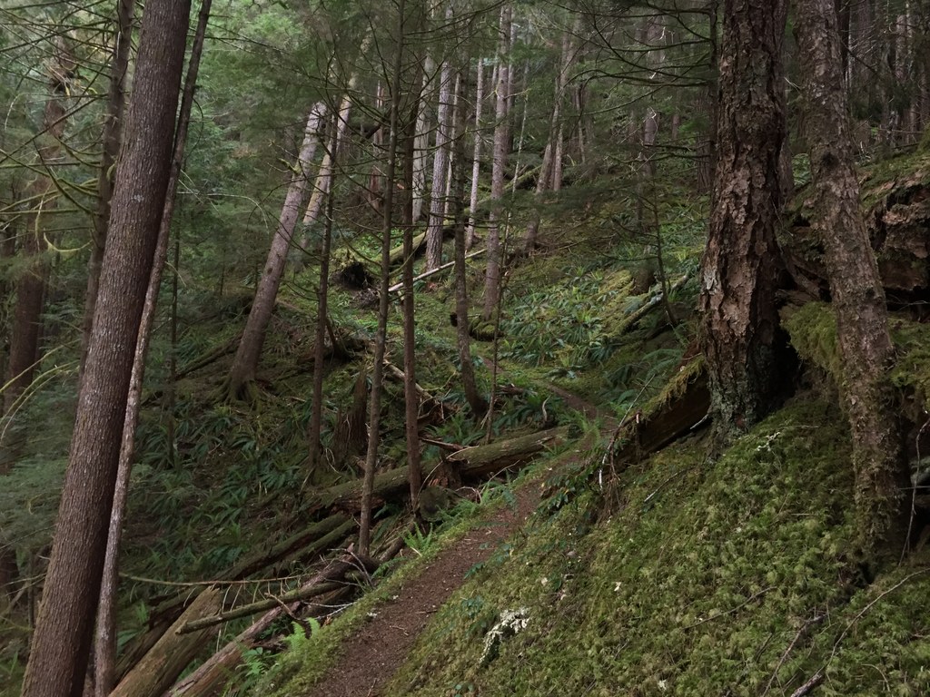 Barnes Creek-5.18.2019-MtnBliss.jpeg