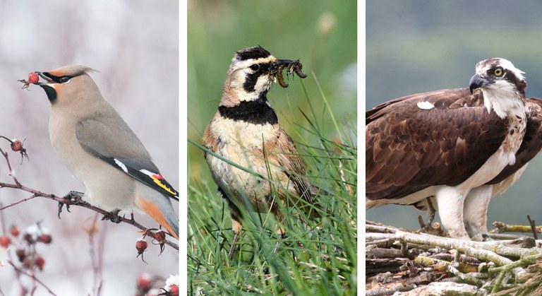 Three birds, one with a berry in its mouth, one with a worm in its mouth and one protecting its nest.