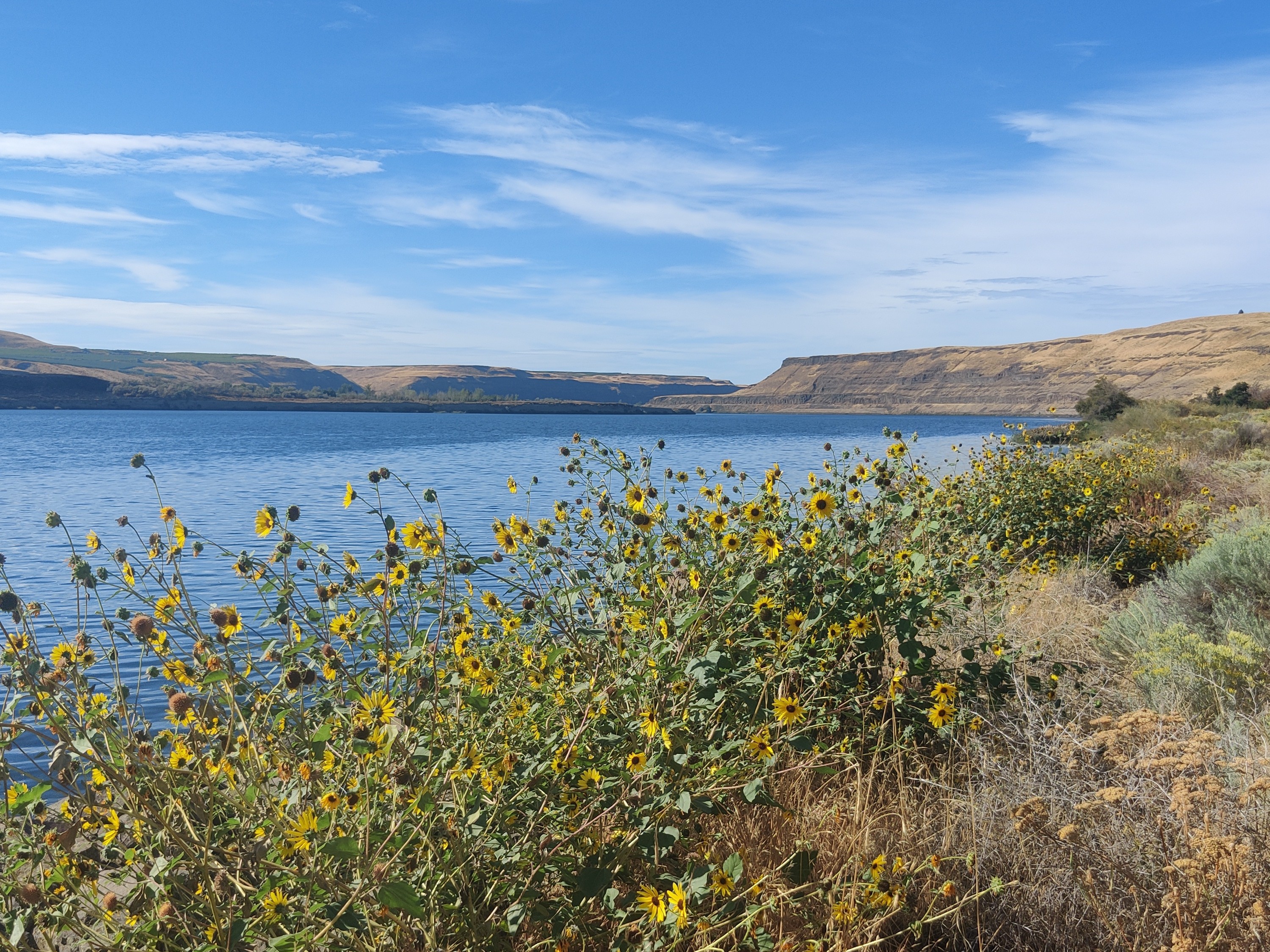 Columbia Plateau Trail - Snake River. Photo by Connoquenessing. Wildflowers and the Snake River along the Columbia Plateau Trail. Photo by Connoquenessing.