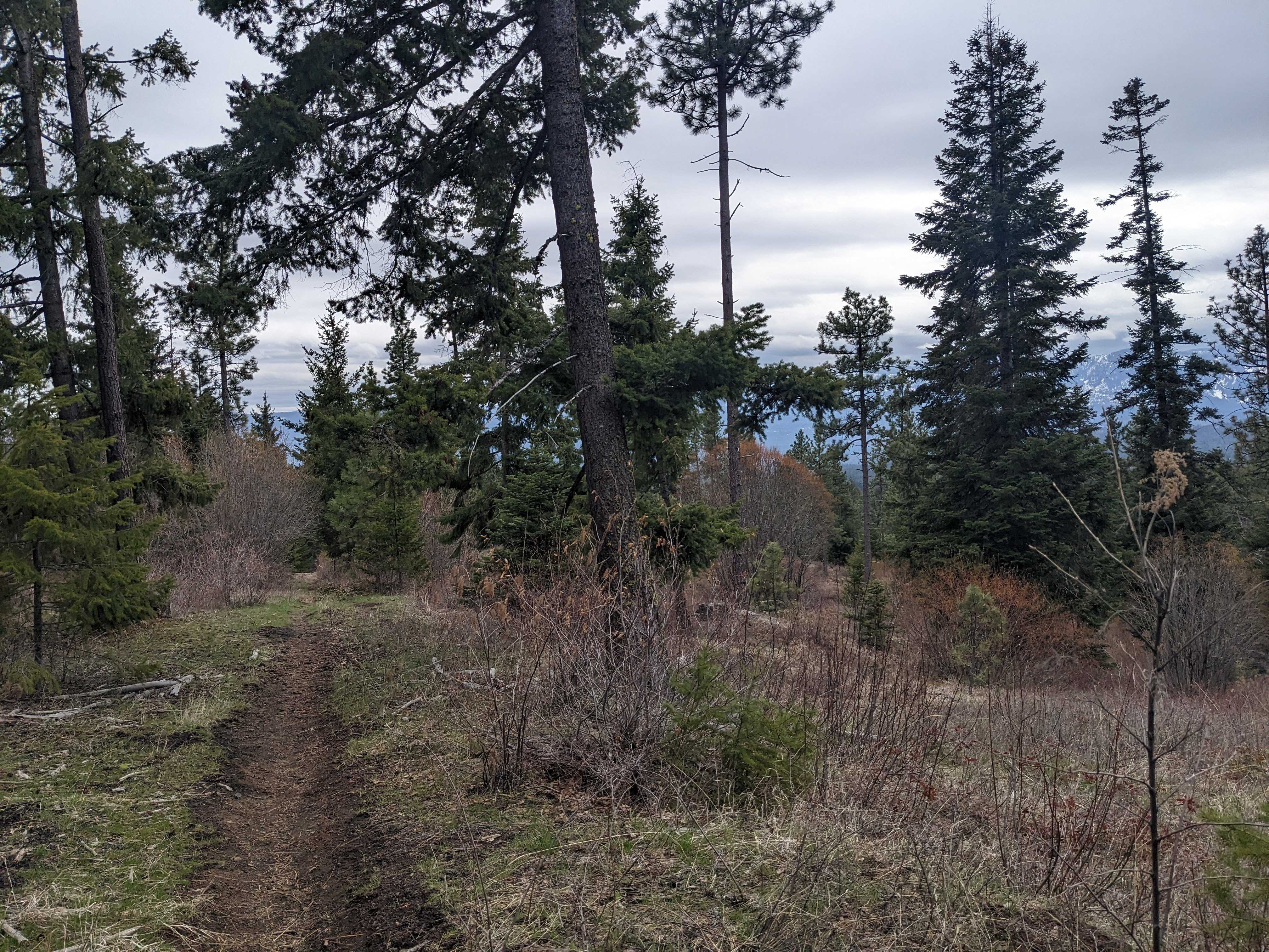 Cloudy day on the Crooked Tree Trail in Roslyn Urban Forest. Photo by Tiffany Chou. 