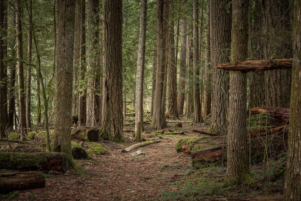 Federation Forest by Marley..jpeg