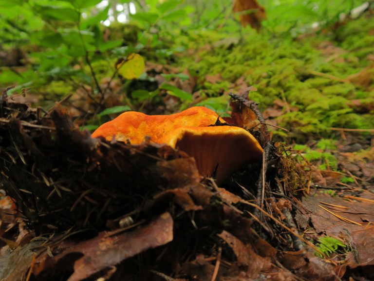 lobster mushroom_muledeer.jpeg