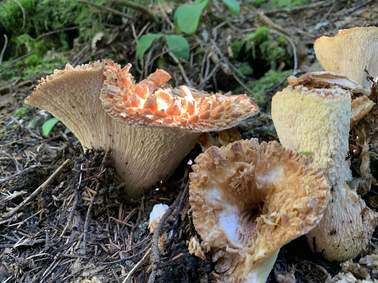 A cluster of mushrooms.