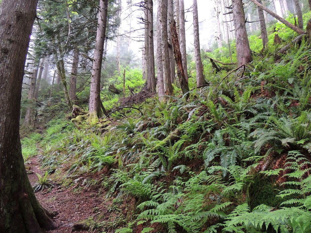 Neiderprum Trail-5.15.2015-geezerhiker.jpeg