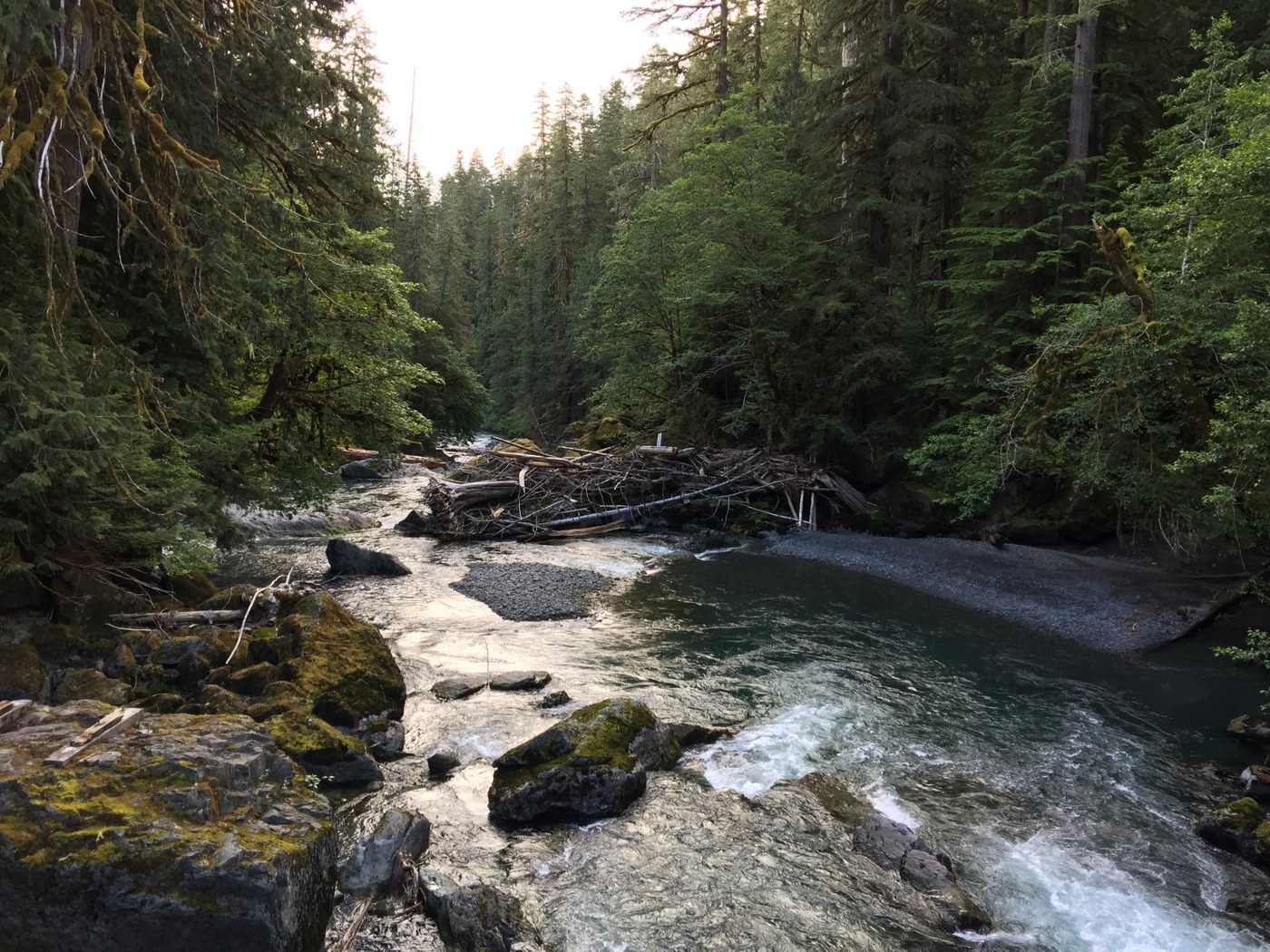 North Fork Skokomish 