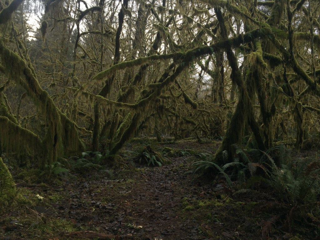 Queets Campground Loop-2.24.2019-MtnBliss.jpeg