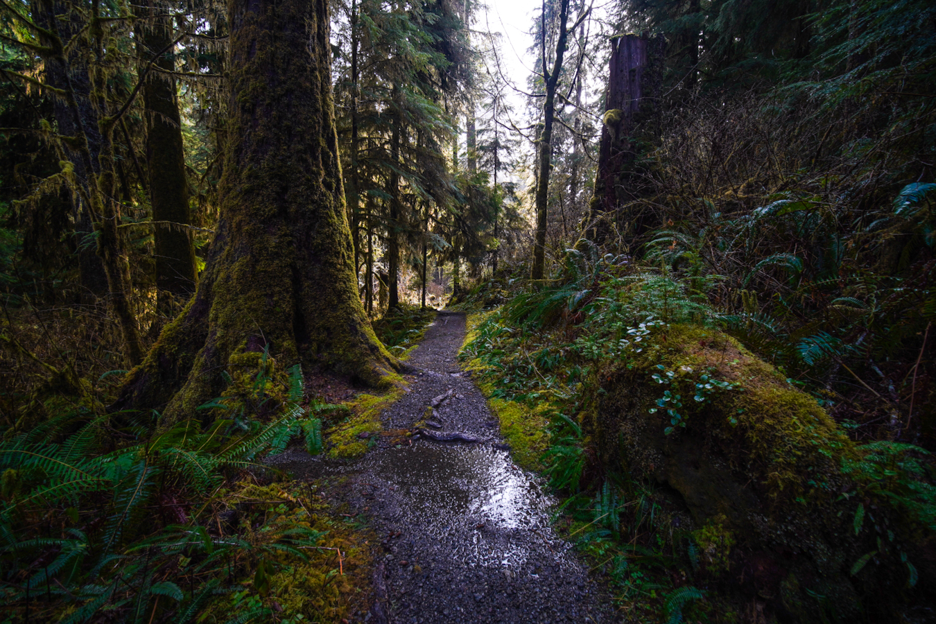 Lush greenery on the Quinault Rainforest Nature Loop trail. Photo by Brittanywanderlust.