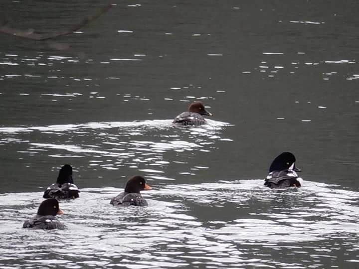 Several birds in the water. 