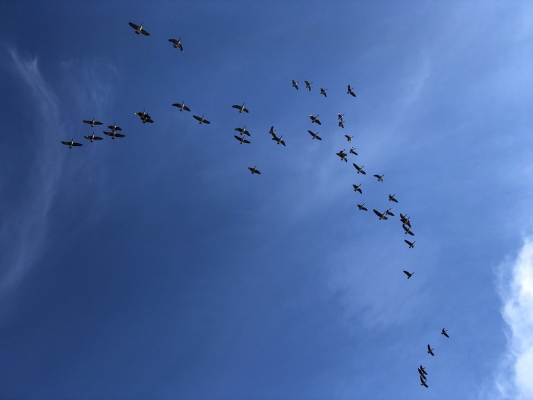 Several birds in the sky.