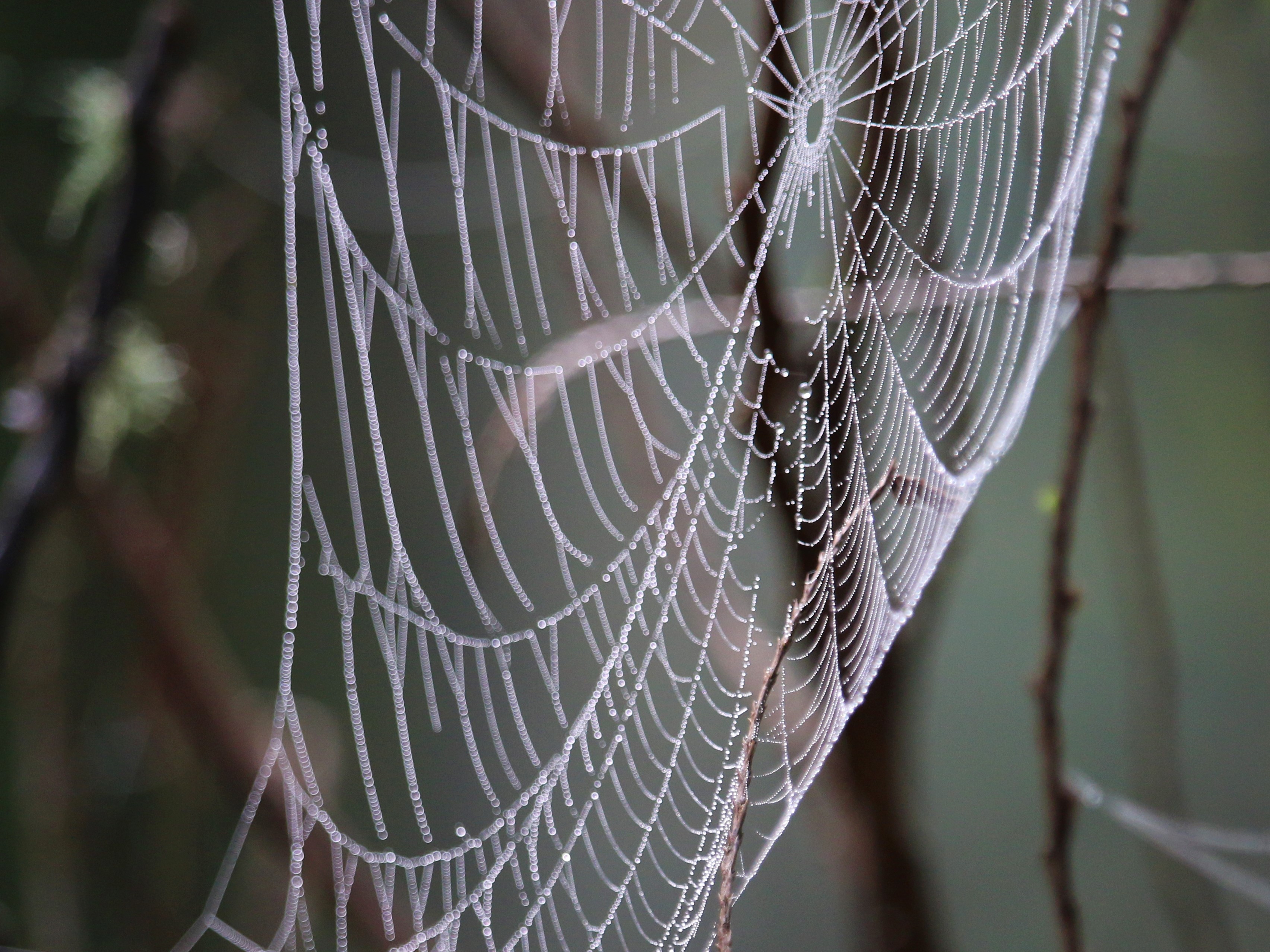 Spider web! Photo by wafflesnfalafel. Morning dew on a spider web at Gold Creek County Park. Photo by wafflesnfalafel.