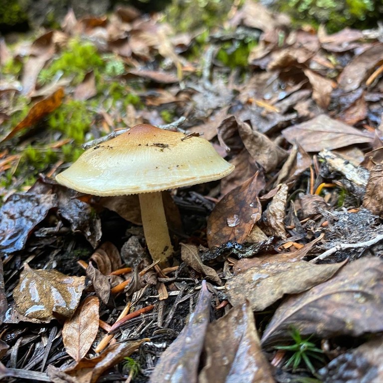 A single mushroom poking through fallen leaves.