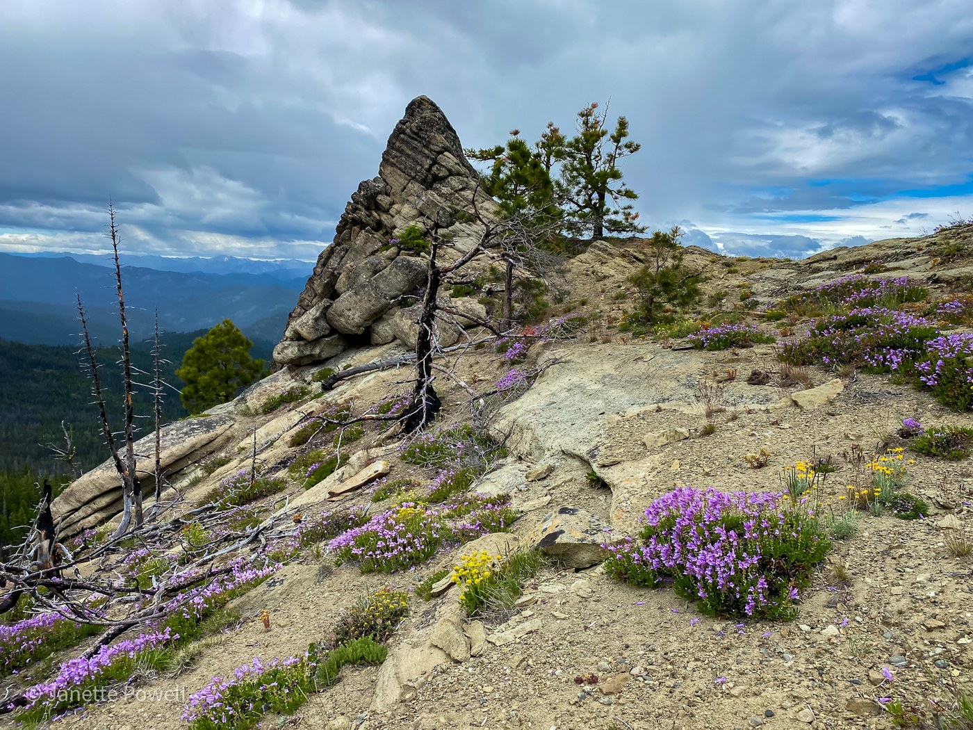 Tronsen Ridge. Photo by Janette Powell.jpeg