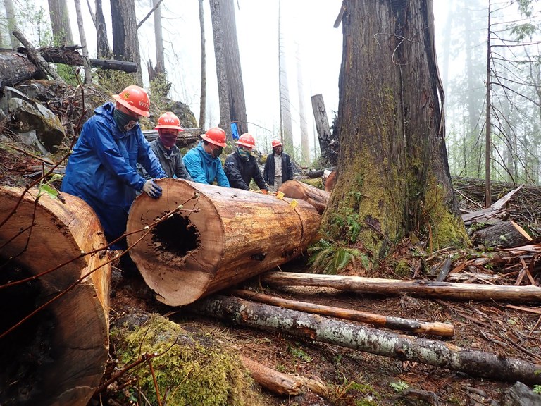 Several volunteers in raingear lineup to push a big log.