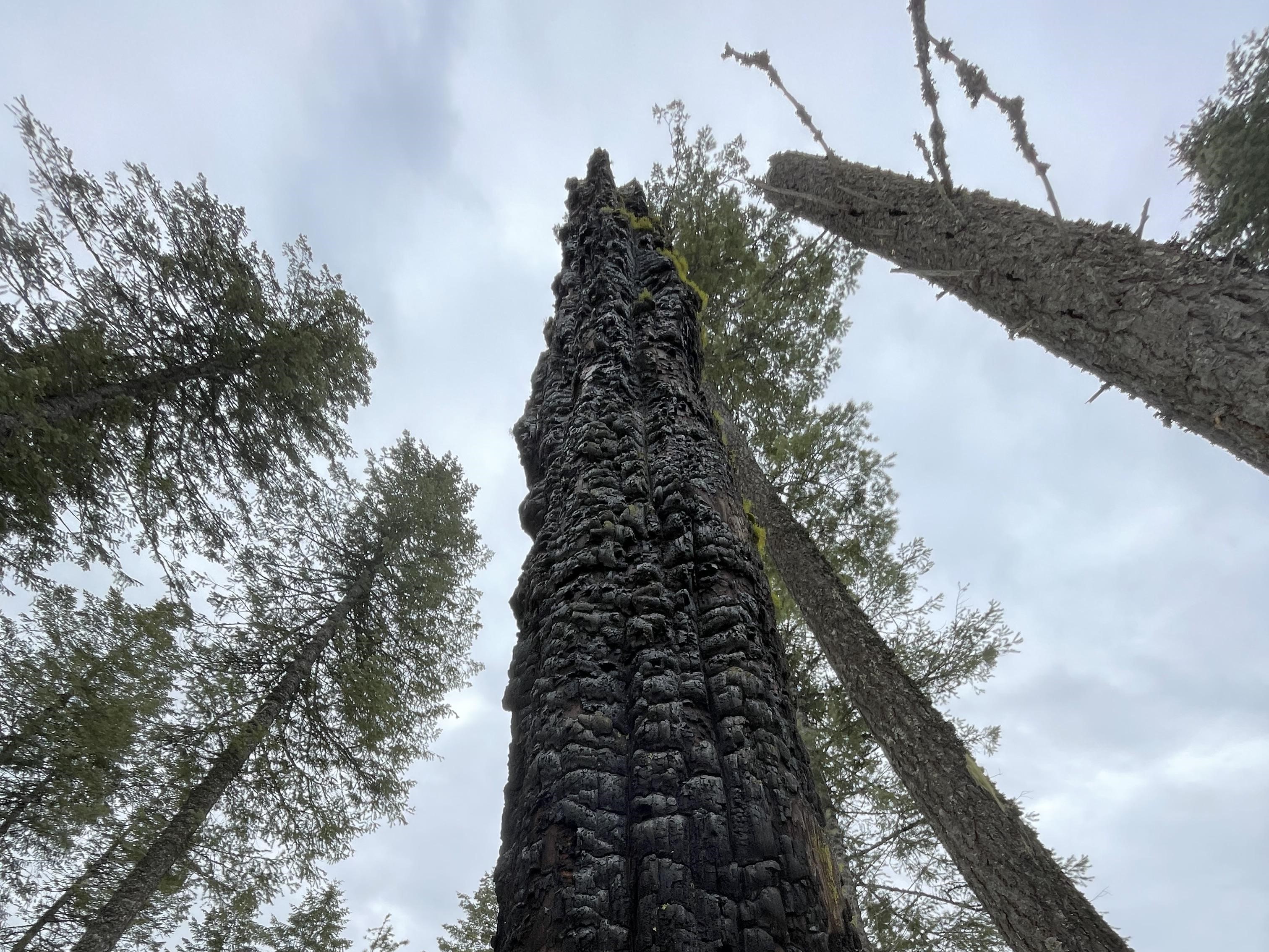 Tall trees at the Lower and Upper Wolf Trail network. Photo by Holly Weiler.