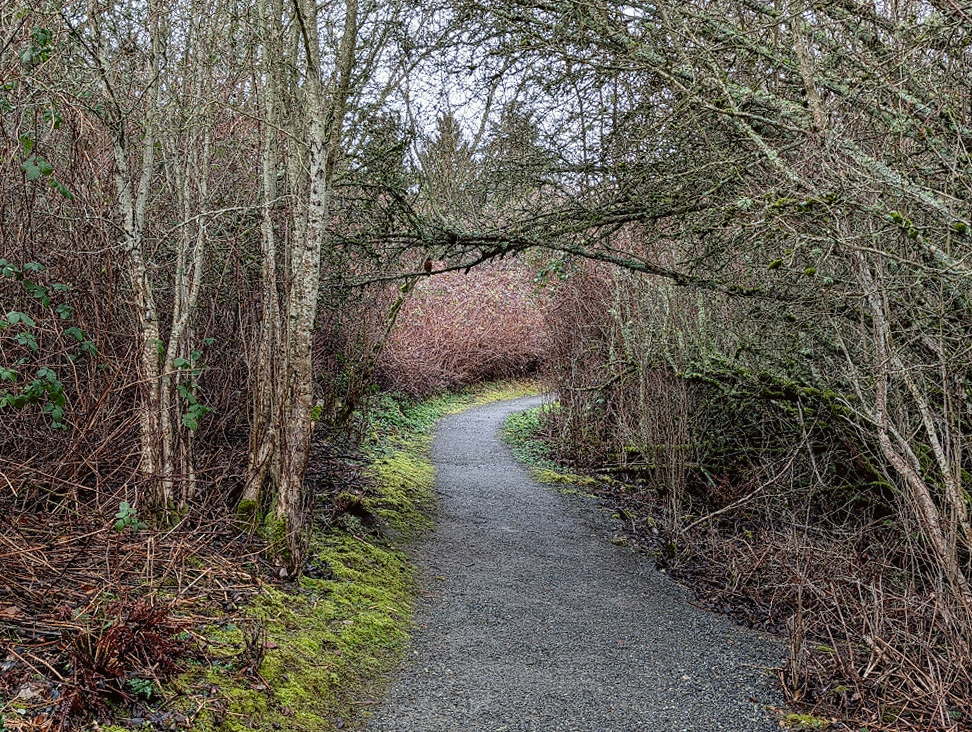 Trail winds through two stands of trees in winter
