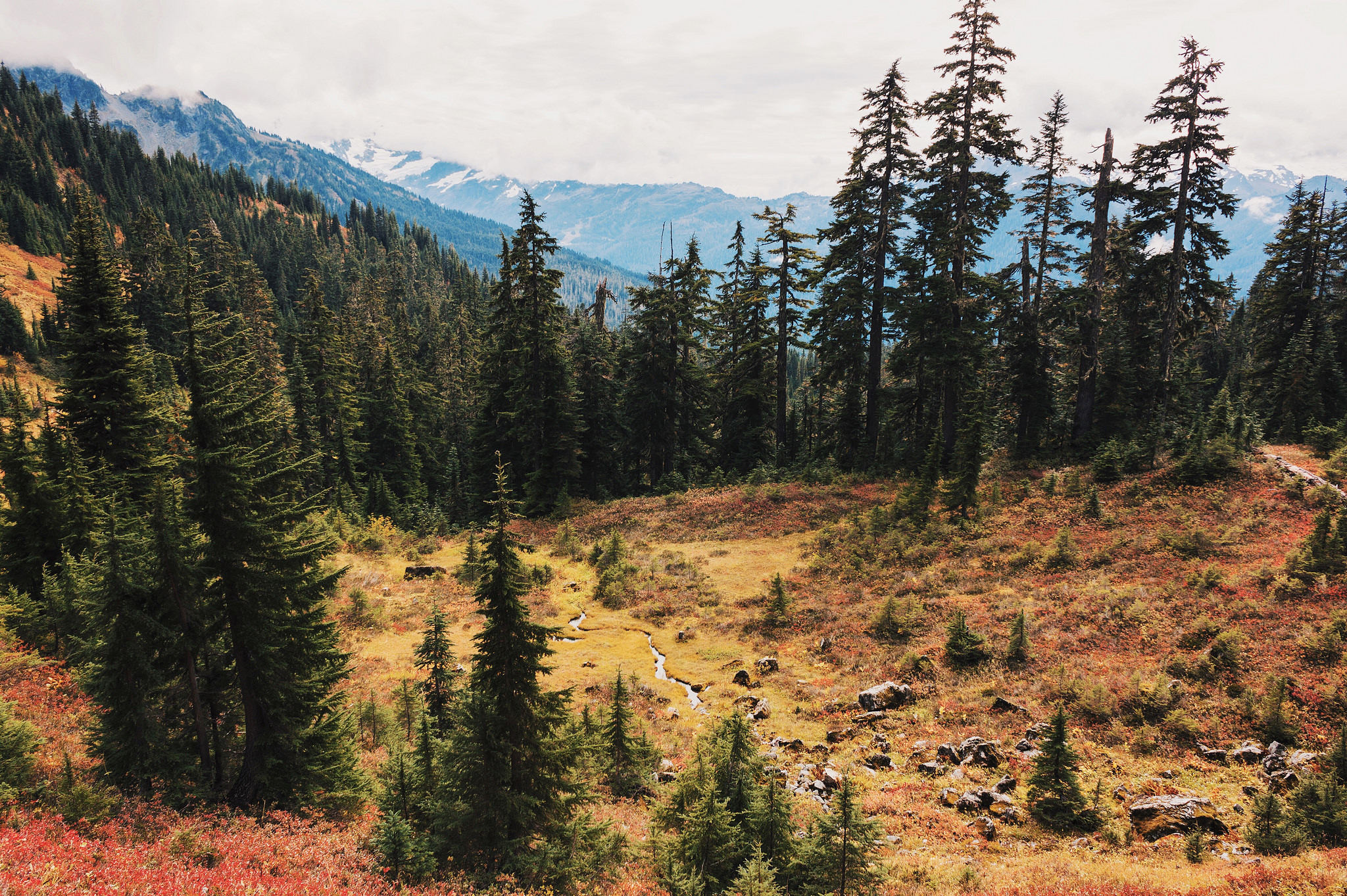 Yellow Aster Butte by Julia Anderson.jpg
