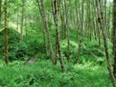 10 Hikes to Appreciate Washington's Native Plants