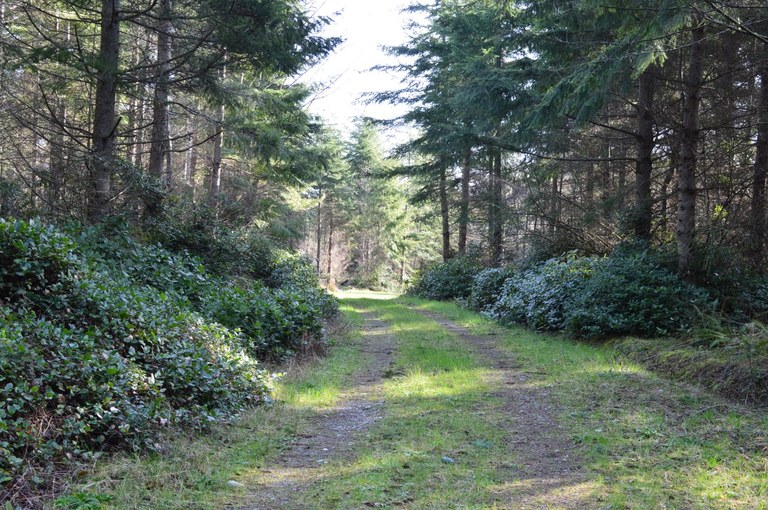 Beautiful view down a wide forested trail. Photo by Mike. 