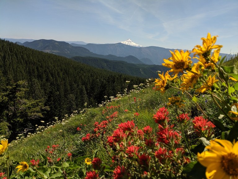 Spring wildflowers
