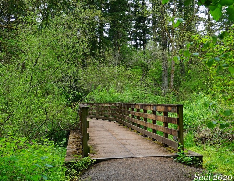 Trail bridge in forest