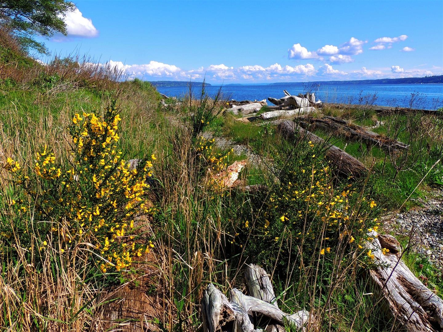Camano Island State Park by geezerhiker.jpeg Camano Island State Park by geezerhiker.jpeg