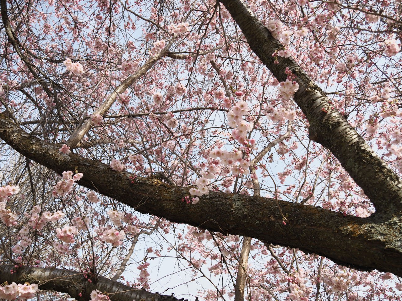 cherry blossoms on tree