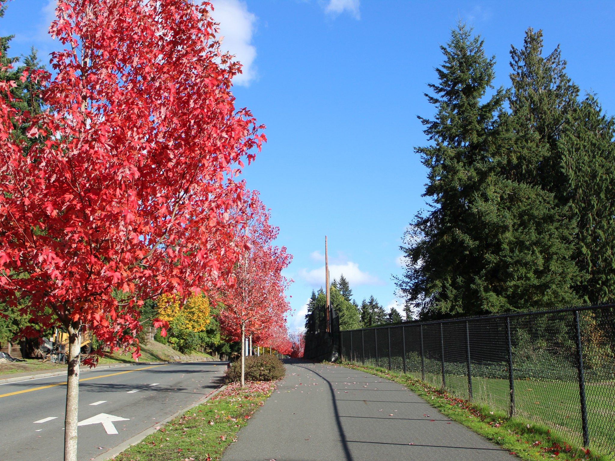 city of mountlake terrace.jpeg
