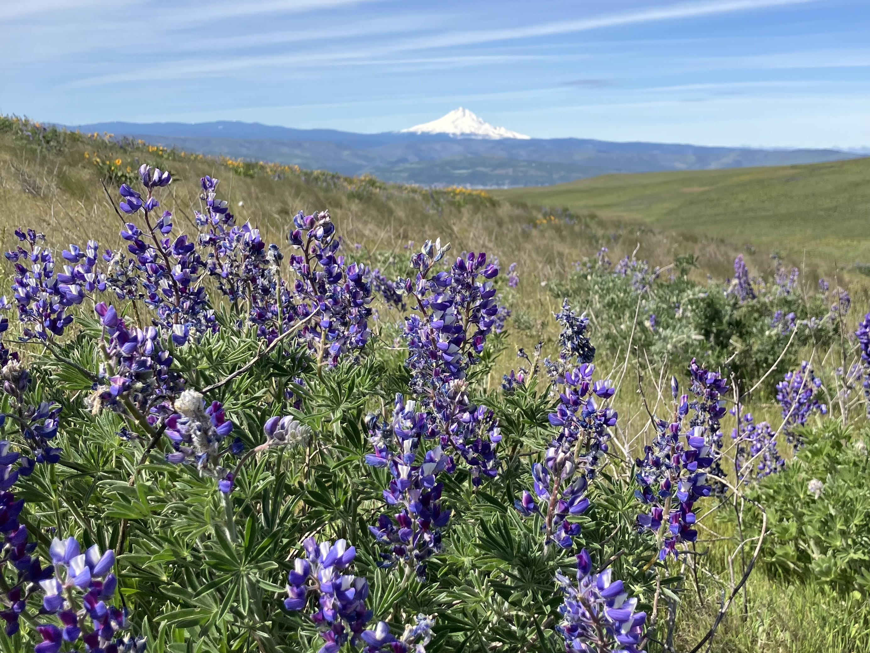 Fields of lupine with Mount Hood in the background at Columbia Hills State Park - Crawford Ranch Trail. Photo by trip reporter The Iz.
