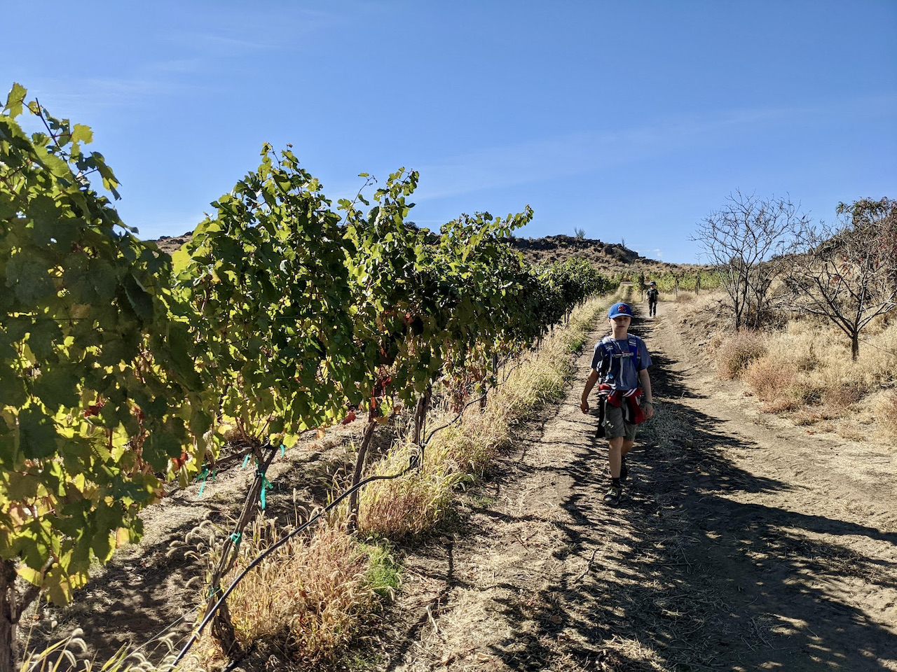 Winery trail right next to the Wilridge Winery vineyard at Cowiche Canyon Preserve. Photo by Rutabaga.