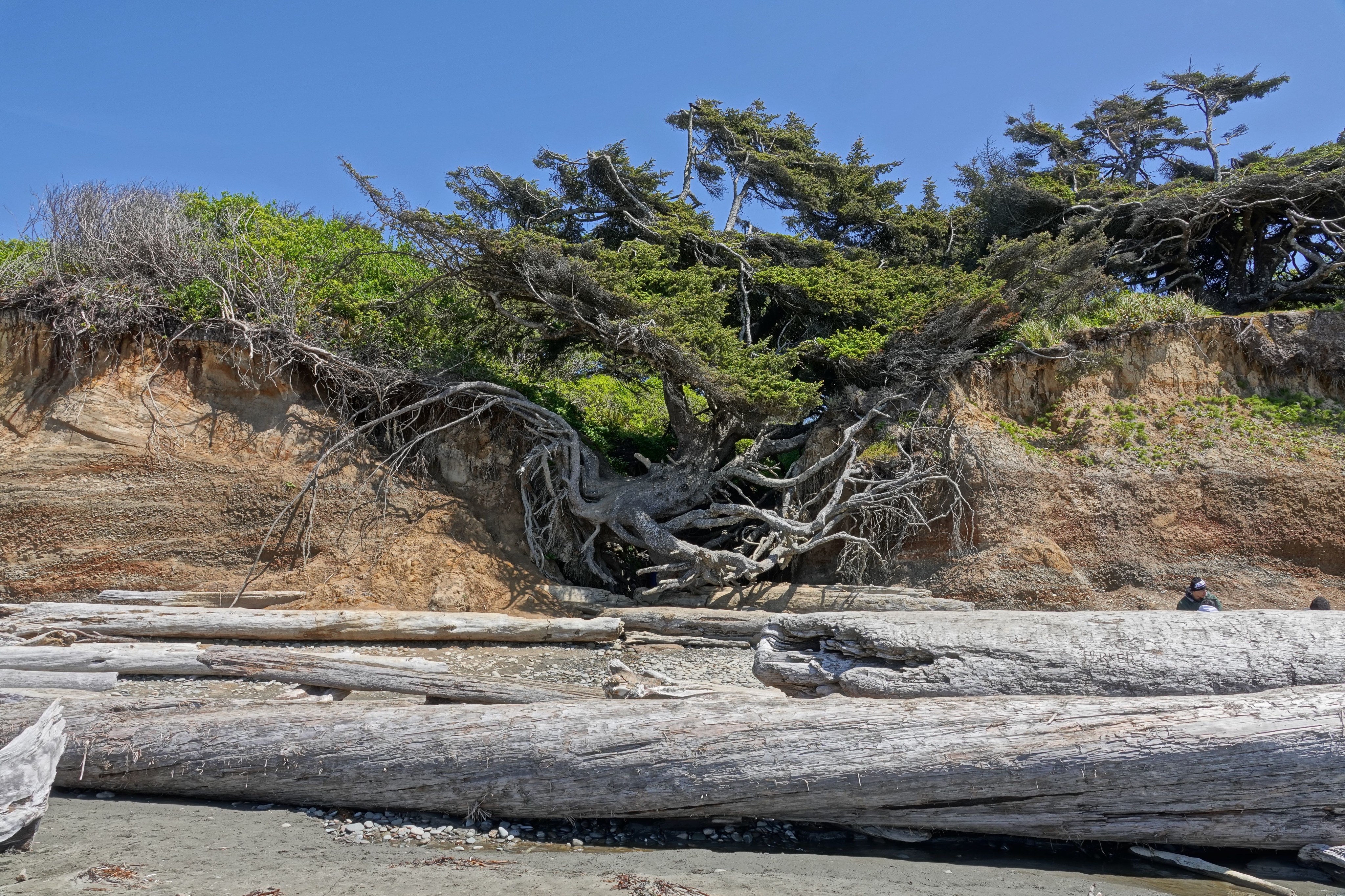 Tree sticks out of sandy sliftside. Roots are almost totally visible outside of soil. Logs and flat pebbles at bottom of photo. Blue skies peek out behind. Photo by Bob and Barb.
